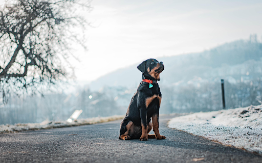 Rottweiler in Winter Light  from Chrome web store to be run with OffiDocs Chromium online