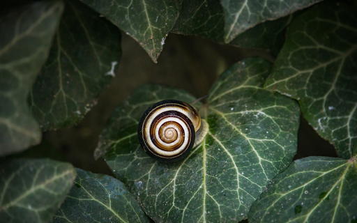 round bottomed snail  from Chrome web store to be run with OffiDocs Chromium online