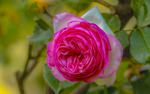 Round bouquet of petals  from Chrome web store to be run with OffiDocs Chromium online