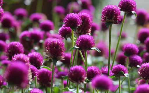 Round daisies  from Chrome web store to be run with OffiDocs Chromium online