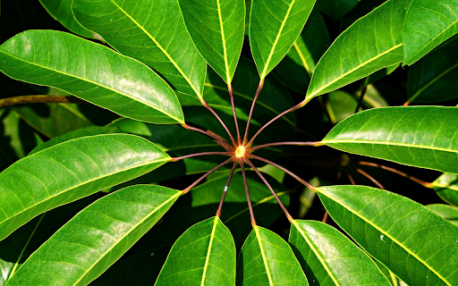 Round foliage  from Chrome web store to be run with OffiDocs Chromium online