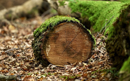 Round logs and green moss  from Chrome web store to be run with OffiDocs Chromium online