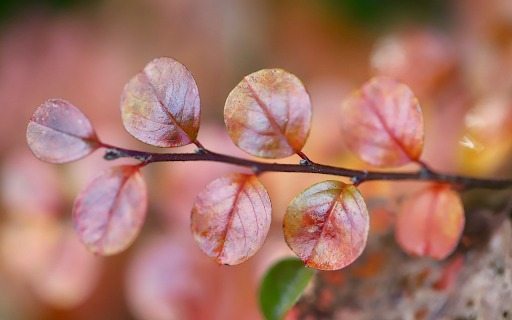 Round red leaf  from Chrome web store to be run with OffiDocs Chromium online