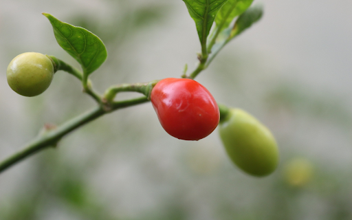 Round red pepper  from Chrome web store to be run with OffiDocs Chromium online