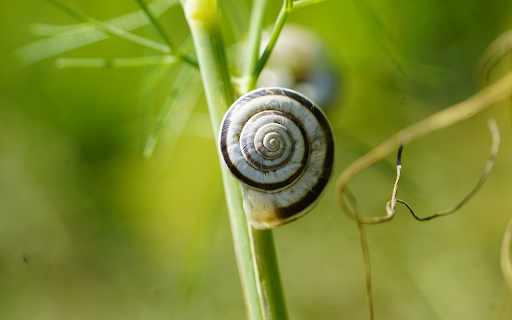 Round spiral snail  from Chrome web store to be run with OffiDocs Chromium online