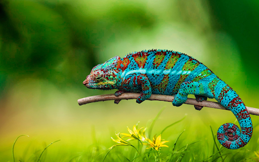 Round tailed chameleon  from Chrome web store to be run with OffiDocs Chromium online