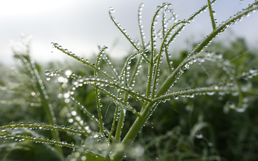 Round water drops on the tree  from Chrome web store to be run with OffiDocs Chromium online