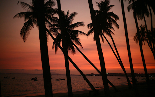 Row of coconut trees  from Chrome web store to be run with OffiDocs Chromium online