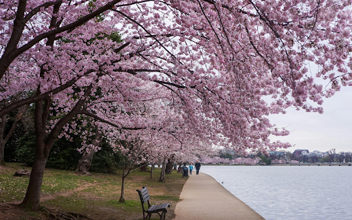 Row of trees by the lake  from Chrome web store to be run with OffiDocs Chromium online