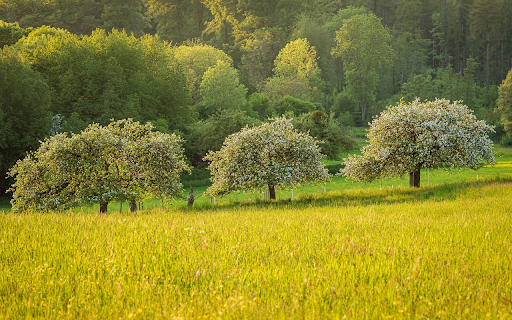 Row of trees next to rice fields  from Chrome web store to be run with OffiDocs Chromium online