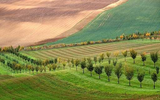 Rows of trees around the hills  from Chrome web store to be run with OffiDocs Chromium online