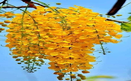 Royal poinciana flower wallpaper  from Chrome web store to be run with OffiDocs Chromium online