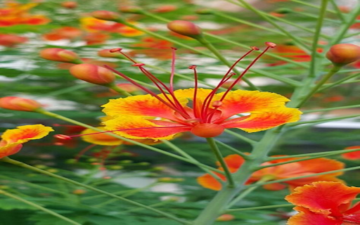 Royal poinciana wallpaper  from Chrome web store to be run with OffiDocs Chromium online
