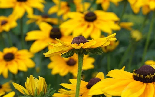 RUDBEKIA Theme  from Chrome web store to be run with OffiDocs Chromium online