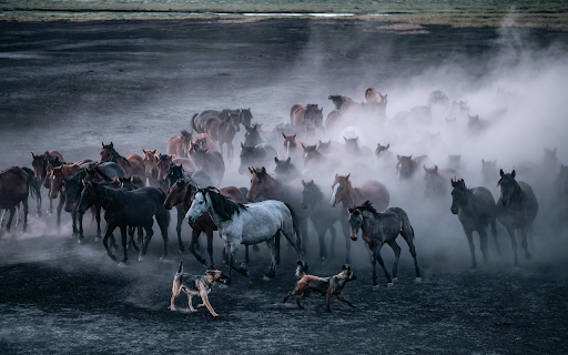 Running Herd of Horses and Two Dogs  from Chrome web store to be run with OffiDocs Chromium online