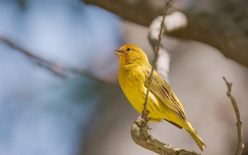 SAFFRON BIRD THEME  from Chrome web store to be run with OffiDocs Chromium online