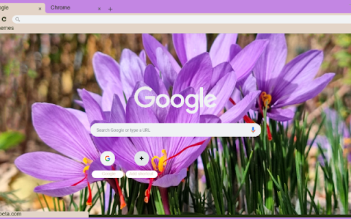 Saffron Crocus  from Chrome web store to be run with OffiDocs Chromium online
