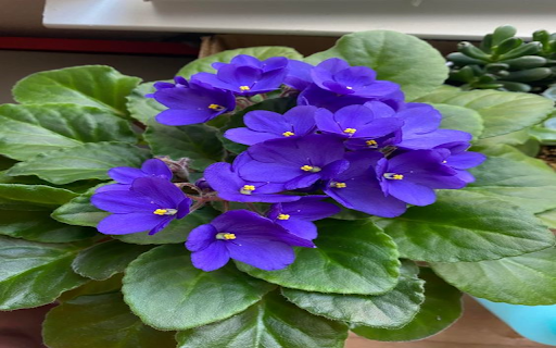 Saintpaulias flower wallpaper  from Chrome web store to be run with OffiDocs Chromium online