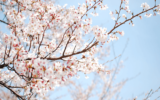 Sakura 2k  from Chrome web store to be run with OffiDocs Chromium online
