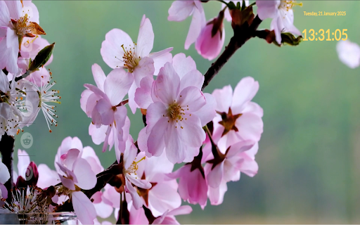 Sakura Harmony  from Chrome web store to be run with OffiDocs Chromium online