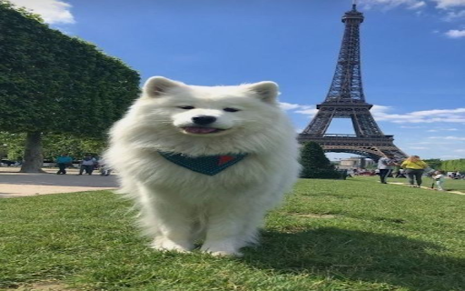 Samoyed dog wallpaper  from Chrome web store to be run with OffiDocs Chromium online