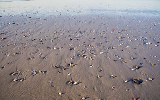 Sand beach and seashells  from Chrome web store to be run with OffiDocs Chromium online