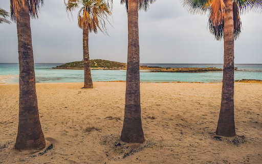 sandy beach and palm trees  from Chrome web store to be run with OffiDocs Chromium online