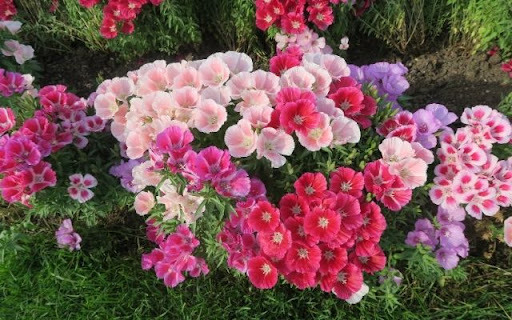 Satin Flowers in Bloom  from Chrome web store to be run with OffiDocs Chromium online