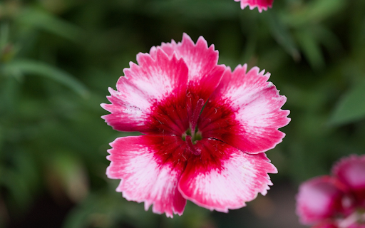 Sawtooth Flowers  from Chrome web store to be run with OffiDocs Chromium online