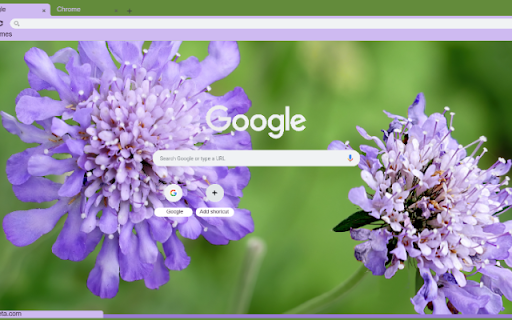 Scabiosa  from Chrome web store to be run with OffiDocs Chromium online