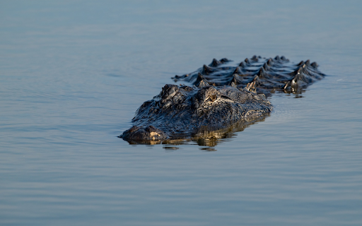 Scary giant crocodile  from Chrome web store to be run with OffiDocs Chromium online