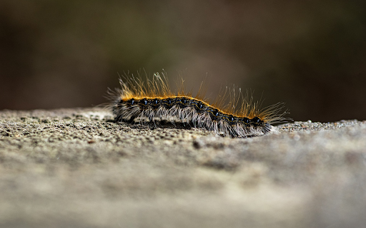 Scary insects  from Chrome web store to be run with OffiDocs Chromium online