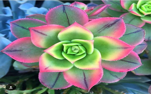 Scculent plant wallpaper  from Chrome web store to be run with OffiDocs Chromium online