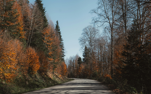 Scenic Autumn Road in Bolu, Turkey  from Chrome web store to be run with OffiDocs Chromium online