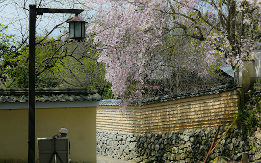 Scenic Cherry Blossom Pathway in Historic Nara  from Chrome web store to be run with OffiDocs Chromium online