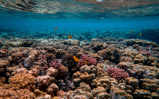 Scenic Photo of Coral Reef  from Chrome web store to be run with OffiDocs Chromium online