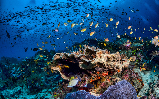 School of Fish in Water  from Chrome web store to be run with OffiDocs Chromium online