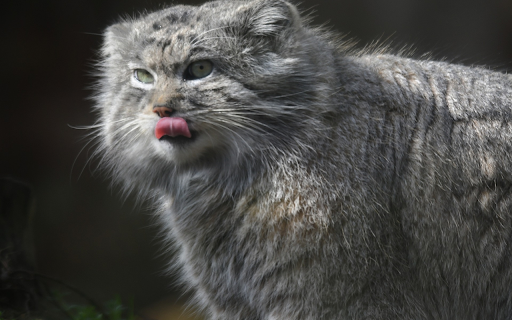 Scottish Fold Cat  from Chrome web store to be run with OffiDocs Chromium online