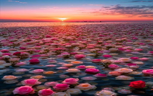 Sea and rose wallpaper  from Chrome web store to be run with OffiDocs Chromium online