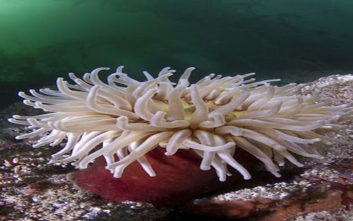 sea ​​anemone wallpaper  from Chrome web store to be run with OffiDocs Chromium online