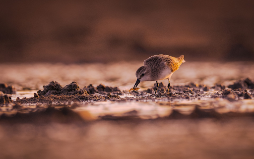 Sea bird  from Chrome web store to be run with OffiDocs Chromium online