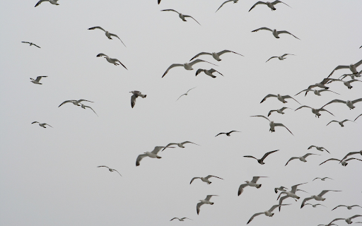 Seabird flock  from Chrome web store to be run with OffiDocs Chromium online