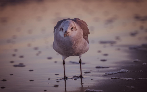 Seabird foraging  from Chrome web store to be run with OffiDocs Chromium online