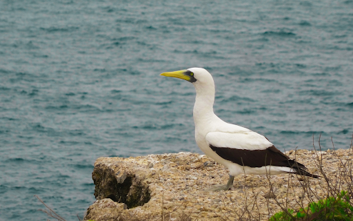 Seabird on the rock  from Chrome web store to be run with OffiDocs Chromium online