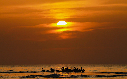 Seabirds and sunset  from Chrome web store to be run with OffiDocs Chromium online