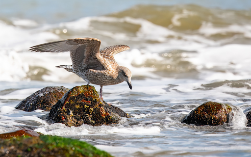 Seabirds catch fish  from Chrome web store to be run with OffiDocs Chromium online
