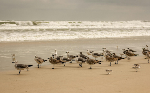 Seabirds on the Sand  from Chrome web store to be run with OffiDocs Chromium online