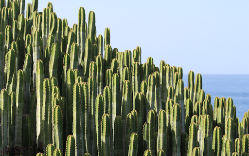 Sea cactus  from Chrome web store to be run with OffiDocs Chromium online