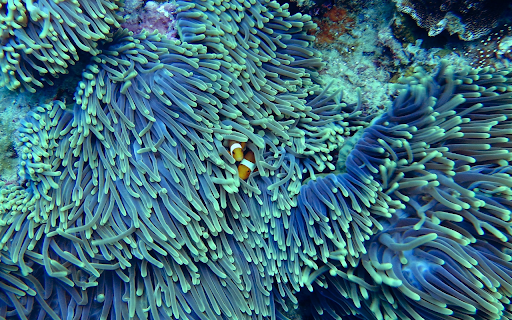 Sea coral  from Chrome web store to be run with OffiDocs Chromium online