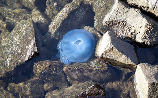 Sea Creatures  from Chrome web store to be run with OffiDocs Chromium online